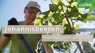 Johannisbeeren Hochstamm richtig pflanzen  MDR Garten [upl. by Aivyls324]