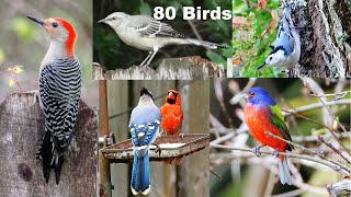 Identify Your Backyard Birds [upl. by Carlynn]