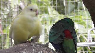 Meet our Red Rump Parrots [upl. by Shipp]