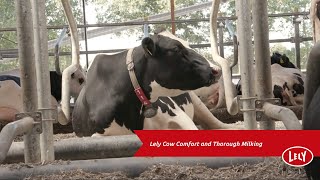 Cow Comfort with the Lely Astronaut A5 Robotic Milking System [upl. by Bate]