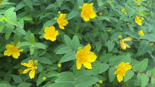 St Johns Wort Plant Profile [upl. by Robinson]