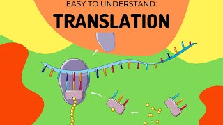 Protein Synthesis Translation [upl. by Netty]