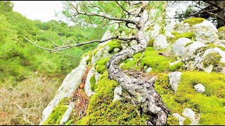 Pine Tree Yamadori Hunting at Waterfall Vol 7  Relaxing Bonsai Inspiration From Nature [upl. by Dania]