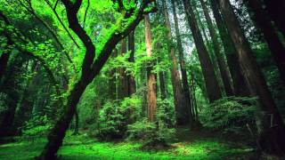 Peru Amazon Ayahuasca Shamanic Songs [upl. by Woehick943]