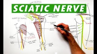 Sciatic Nerve  Anatomy Tutorial [upl. by Ailemac]