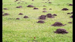 Cómo eliminar topos del jardín  Bricomania [upl. by Hoopes]