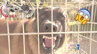 MALINOIS AGRESSIF  INAPPROCHABLE  PARTIE 1  1080 HD [upl. by Jobe]