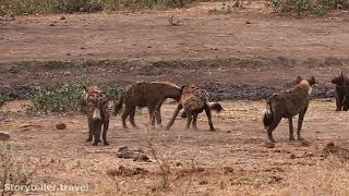 Laughing Hyena Sounds Vocalizations [upl. by Aydni233]