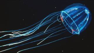 Amazing Jellies  KQED QUEST [upl. by Huxham]