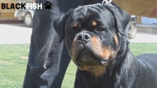 La POTENZA del ROTTWEILER [upl. by Zug]