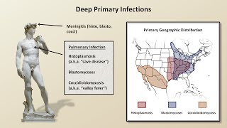 An Overview of Fungal Infections Fungal Infections  Lesson 2 [upl. by Arhsub114]