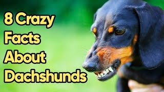 8 Crazy Facts About Dachshunds You Need To Know [upl. by Aihtenyc]