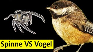 Springspinne attackiert Vogel Wer gewinnt [upl. by Honniball946]