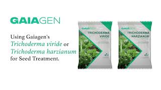 Trichoderma  Seed Treatment [upl. by Marylee337]