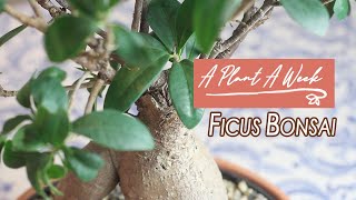 Ficus Ginseng Bonsai Care  A Plant A Week [upl. by Oler]