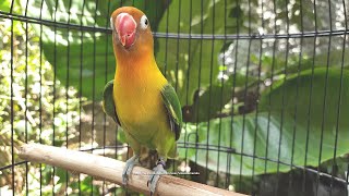 Lovebird Singing and Chirping Sounds  Green Fischer [upl. by Alexandro325]