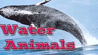 Water Animals for Children  Kids Learning Videos [upl. by Annhej]