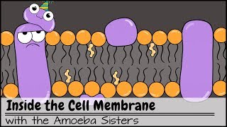 Anatomy and Physiology Cellular Structure and Function [upl. by Ahsikrats955]