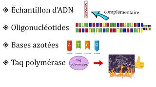 La PCR  principe et utilisations [upl. by Esom791]