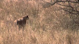 Lion Hunts Gazelle in Serengeti [upl. by Verda]