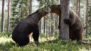 INTENSE BEAR FIGHT caught on camera  3 different angles [upl. by Yma]