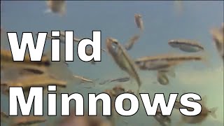 MINNOWS How much did you know [upl. by Scevo896]