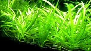 Dwarf Sagittaria Sagittaria subulata Carpet [upl. by Necila]