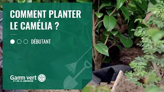 TUTO Comment planter le camélia  – Jardinerie Gamm vert [upl. by Calida]