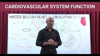 Cardiovascular System Function  Circulatory System [upl. by Nagel]