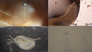 The Amazing Microscopic World [upl. by Semajwerdna]