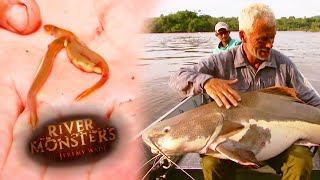 Jeremy Finds Parasitic Bloodsucker Inside Mouth Of Catfish  CATFISH  River Monsters [upl. by Yeldoow]