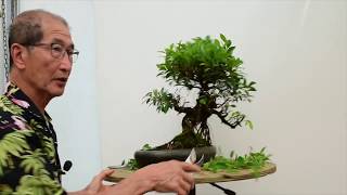 How to care for Ficus Bonsai [upl. by Atis857]