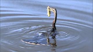 Anhinga the quotSnakebirdquot Famous spear technique for a fresh meal quotwater turkeyquot [upl. by Michale]