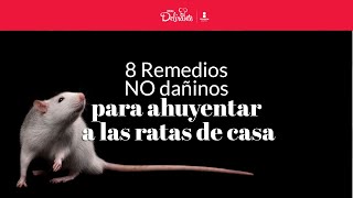 8 remedios NO dañinos para ahuyentar a las ratas de casa  Cocina Delirante [upl. by Yecaw984]