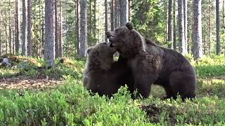 Best Bear fight ever [upl. by Amlas]