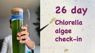 26 day Chlorella algae checkin [upl. by Neyuq]