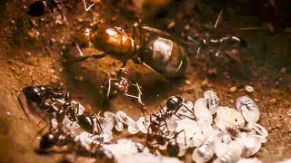 Best Of Ants  BBC Earth [upl. by Rama788]