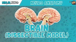 The Central Nervous System The Brain and Spinal Cord [upl. by Demetra]