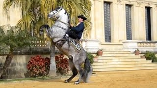 The Andalusian Horse [upl. by Florinda]