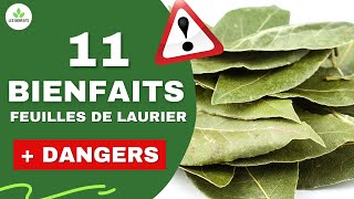 TOUT SAVOIR SUR LES FEUILLES DE LAURIER LES BIENFAITS CACHÉS POUR LA SANTÉ [upl. by Acirdna]