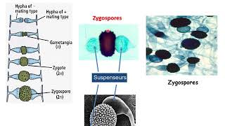 La classification des champignons [upl. by Novahs]