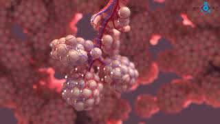 Alveoli 3D Medical Animation [upl. by Leveroni512]