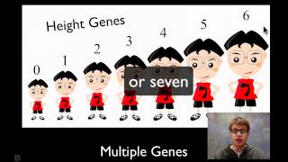 Chromosomal Genetics [upl. by Hedgcock]