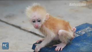 Rare baby monkey rescued in SW China [upl. by Hicks563]