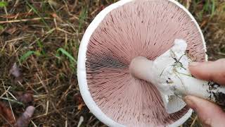 Identifying edible mushrooms  Agaricus arvensis Horse mushroom [upl. by Malynda859]