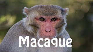 How To Pronounce Macaque [upl. by Eelah]