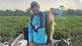 Largemouth Bass on the Chickahominy River [upl. by Naeerb384]