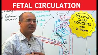 Fetal Echocardiography Protocol and Technique [upl. by Icyaj]