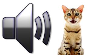 Cat Meowing  Sound Effect  Download [upl. by Tra]