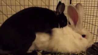 Beautiful Rabbits Mating and Baby Development [upl. by Agle]